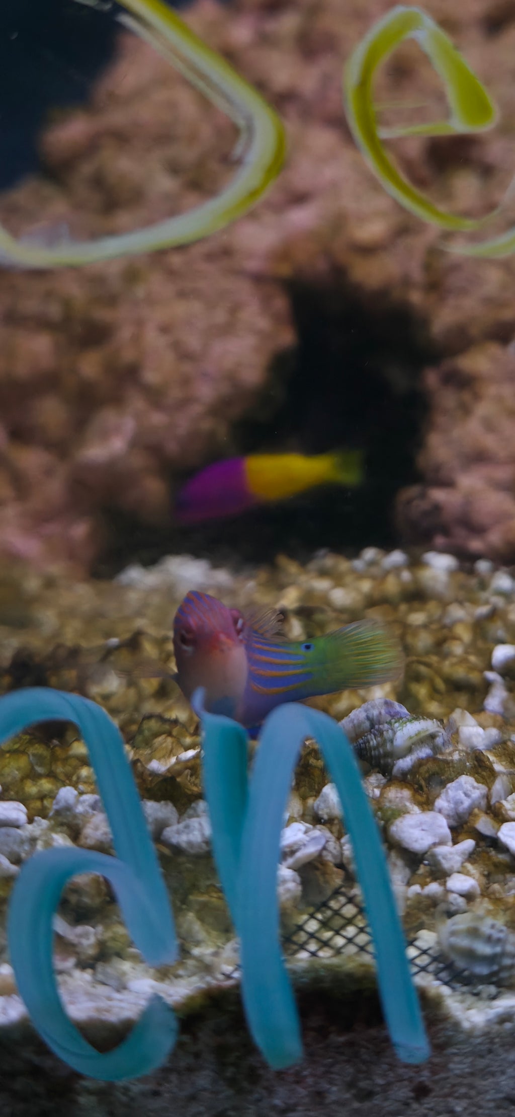 Six Line Wrasse
