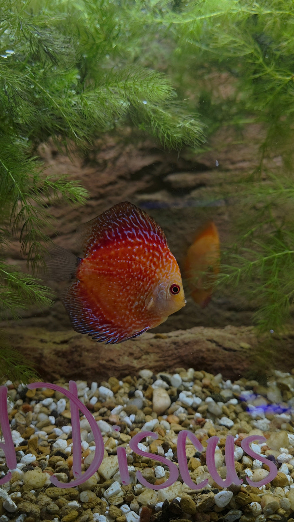 Pigeon Blood Discus