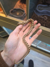 Load image into Gallery viewer, Reese Slitherspoon 'Western Hognose'
