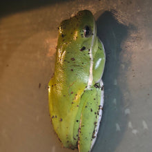 Load image into Gallery viewer, Green Eye Tree Frog
