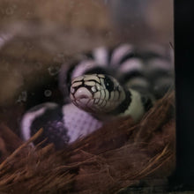 Load image into Gallery viewer, California King Snake- Blizzard
