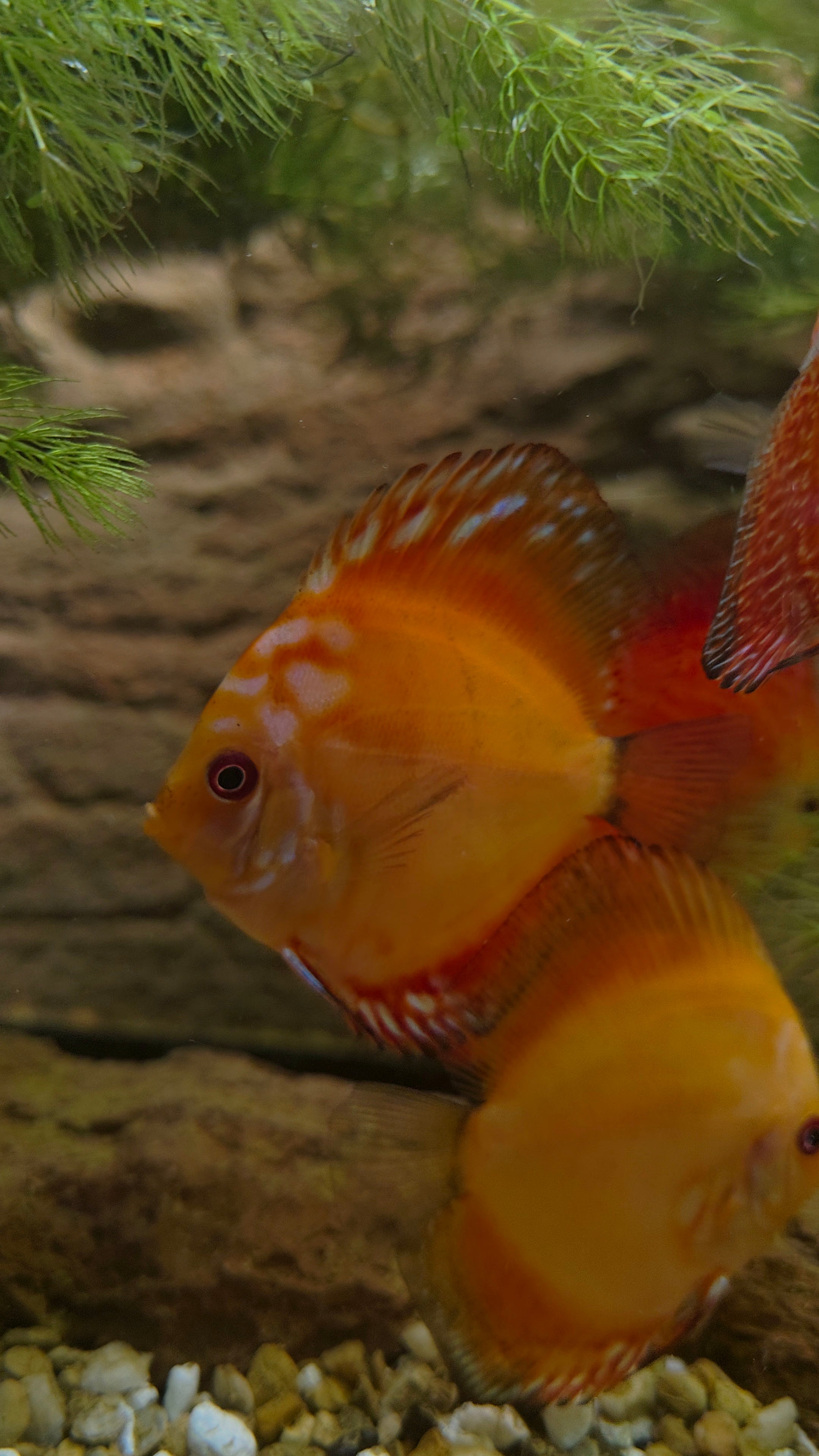 Pigeon Blood Discus