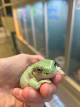 Load image into Gallery viewer, Jabba the Dump(y) Tree Frog
