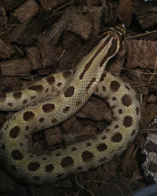 Load image into Gallery viewer, Western Hognose Snake
