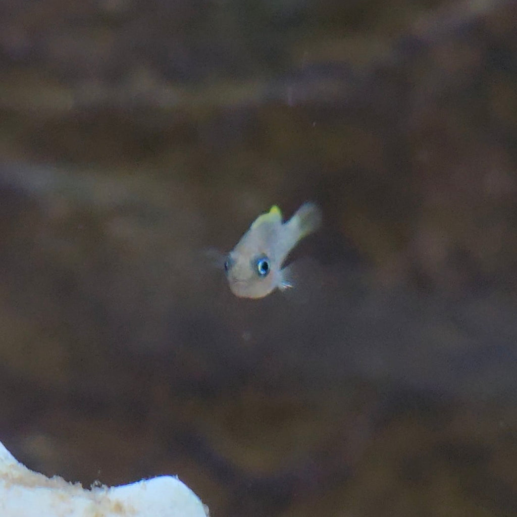 Multies Shell Dweller