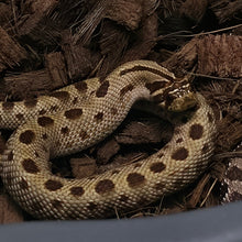 Load image into Gallery viewer, Western Hognose Snake
