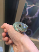 Load image into Gallery viewer, Hoppy Gilmore 'Dumpy Tree Frog'
