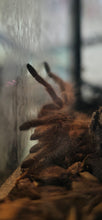 Load image into Gallery viewer, Rosehair Tarantula

