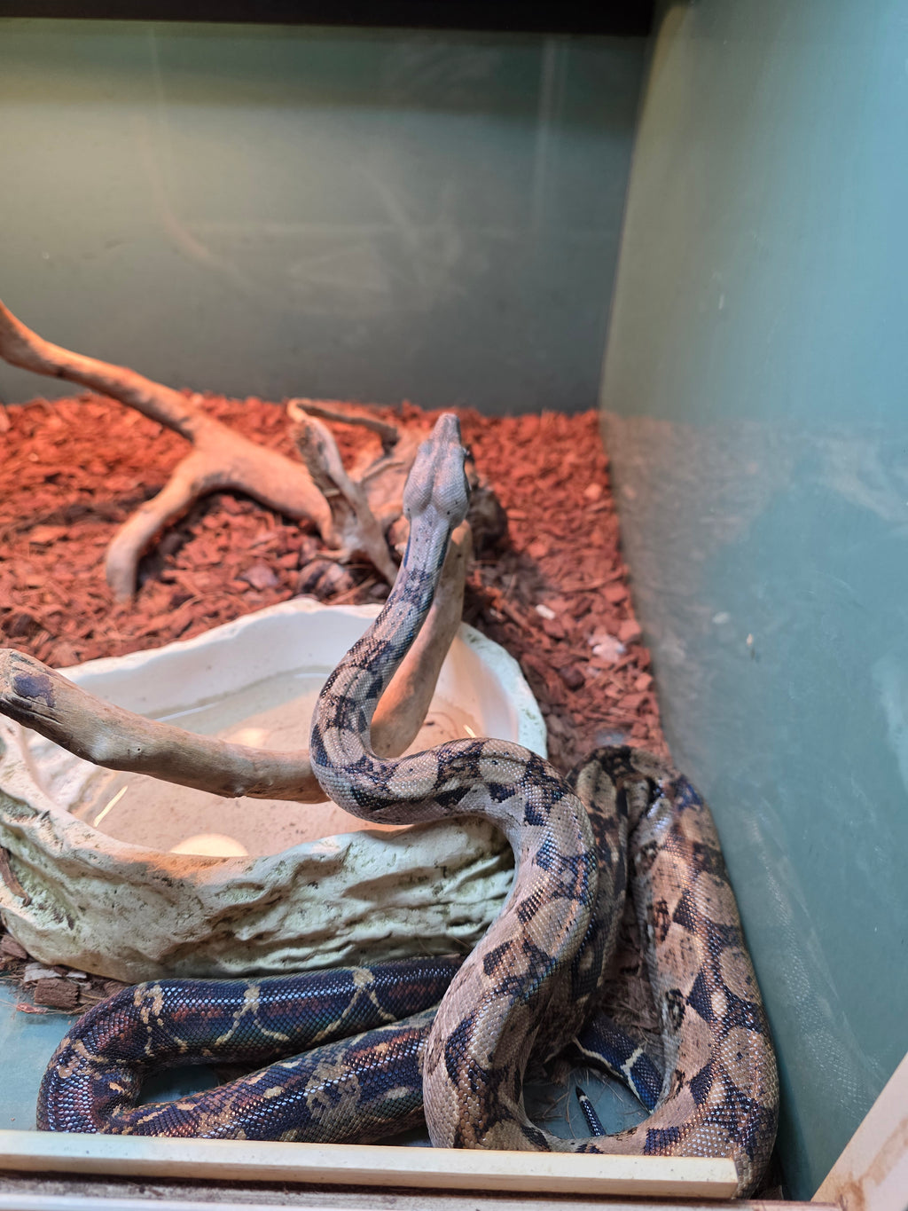 Nicaraguan Boa