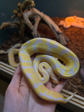 Load image into Gallery viewer, Jake, from Snake Farm 'Albino Ball'
