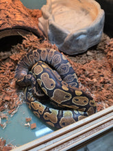 Load image into Gallery viewer, Pastel Ball Python
