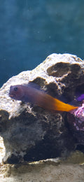 Bicolor Blenny