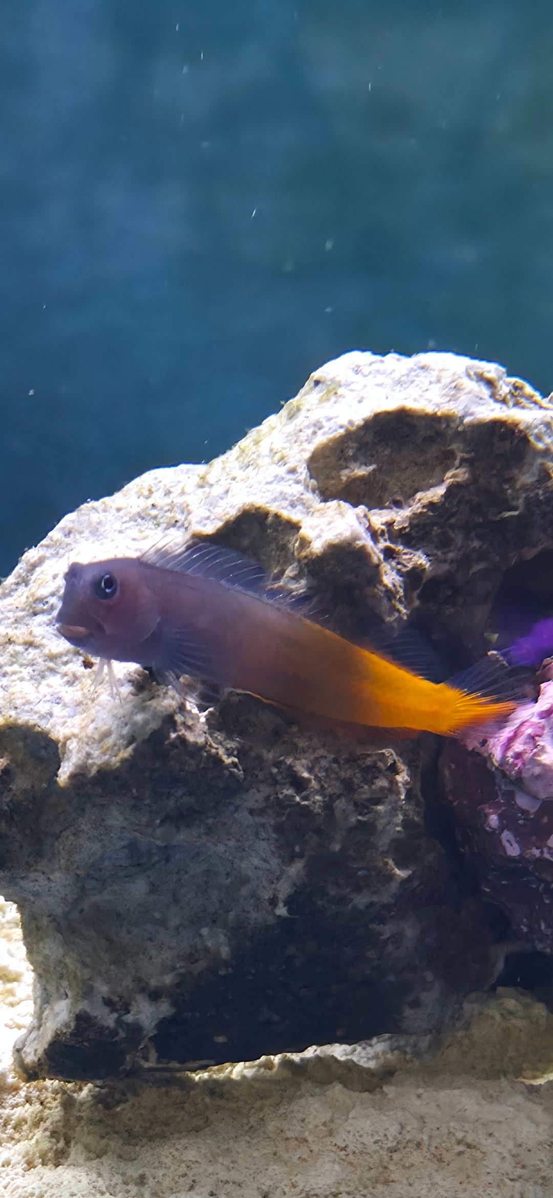 Bicolor Blenny