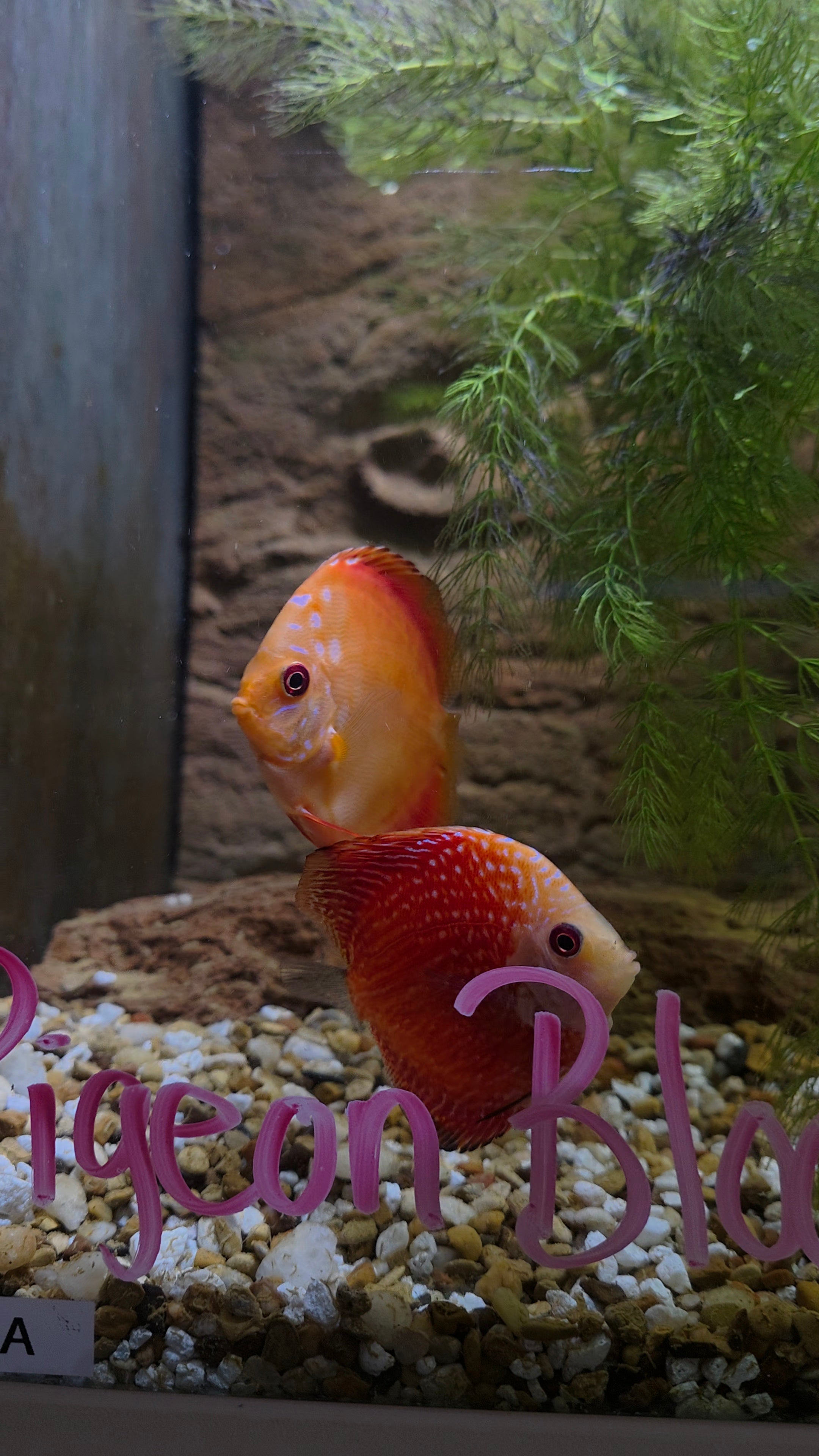 Pigeon Blood Discus