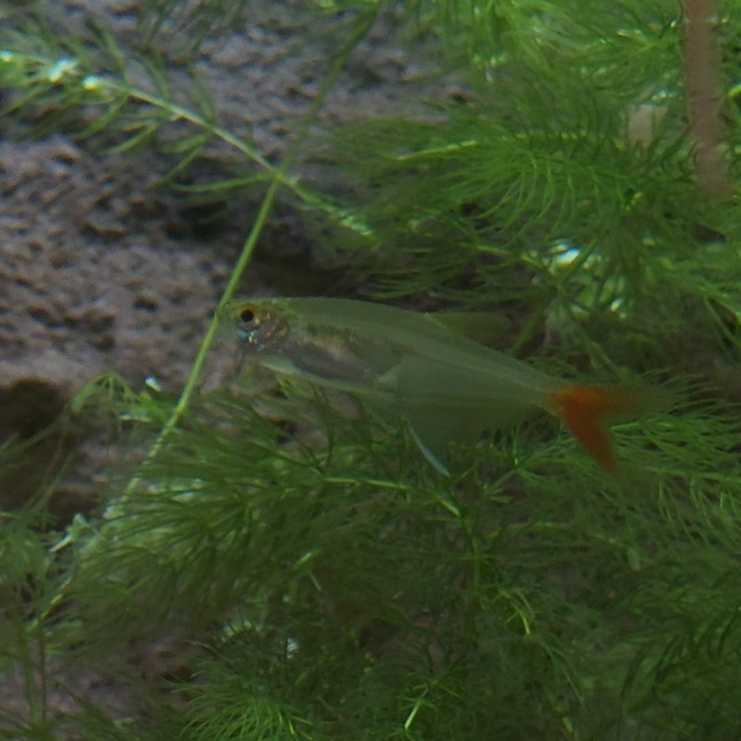 Glass Bloodfin Tetra