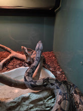 Load image into Gallery viewer, Nicaraguan Cental American Boa
