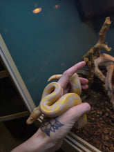 Load image into Gallery viewer, Snakespeare 'Albino Ball'
