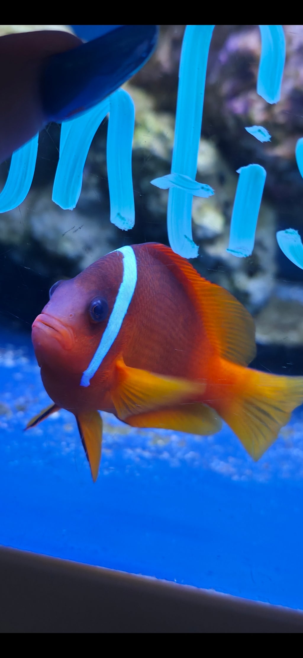 Tomato Clownfish