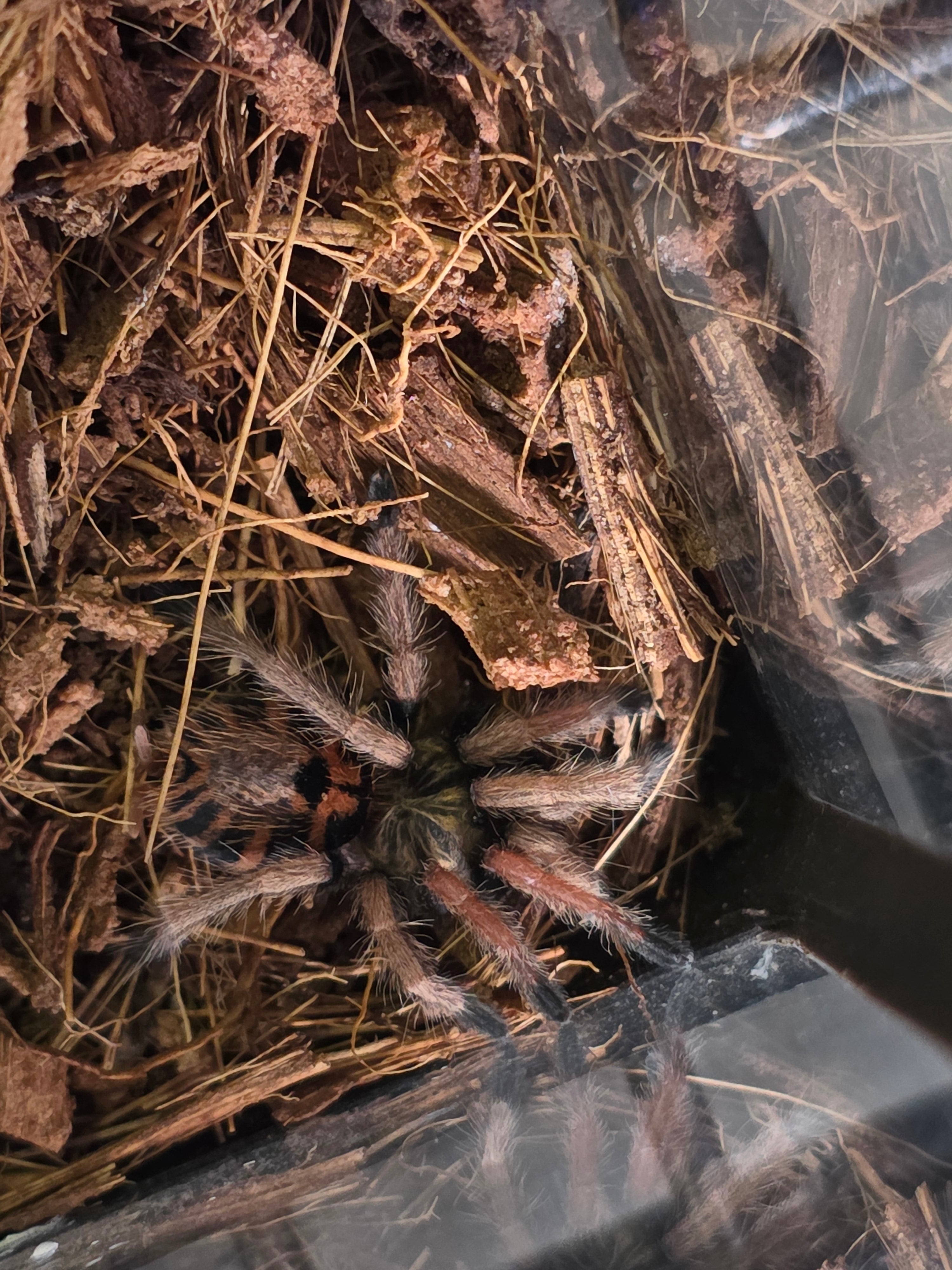 Miss Sunny 'Green Bottle Blue Tarantula'