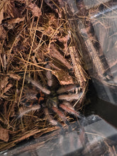 Load image into Gallery viewer, Miss Sunny 'Green Bottle Blue Tarantula'

