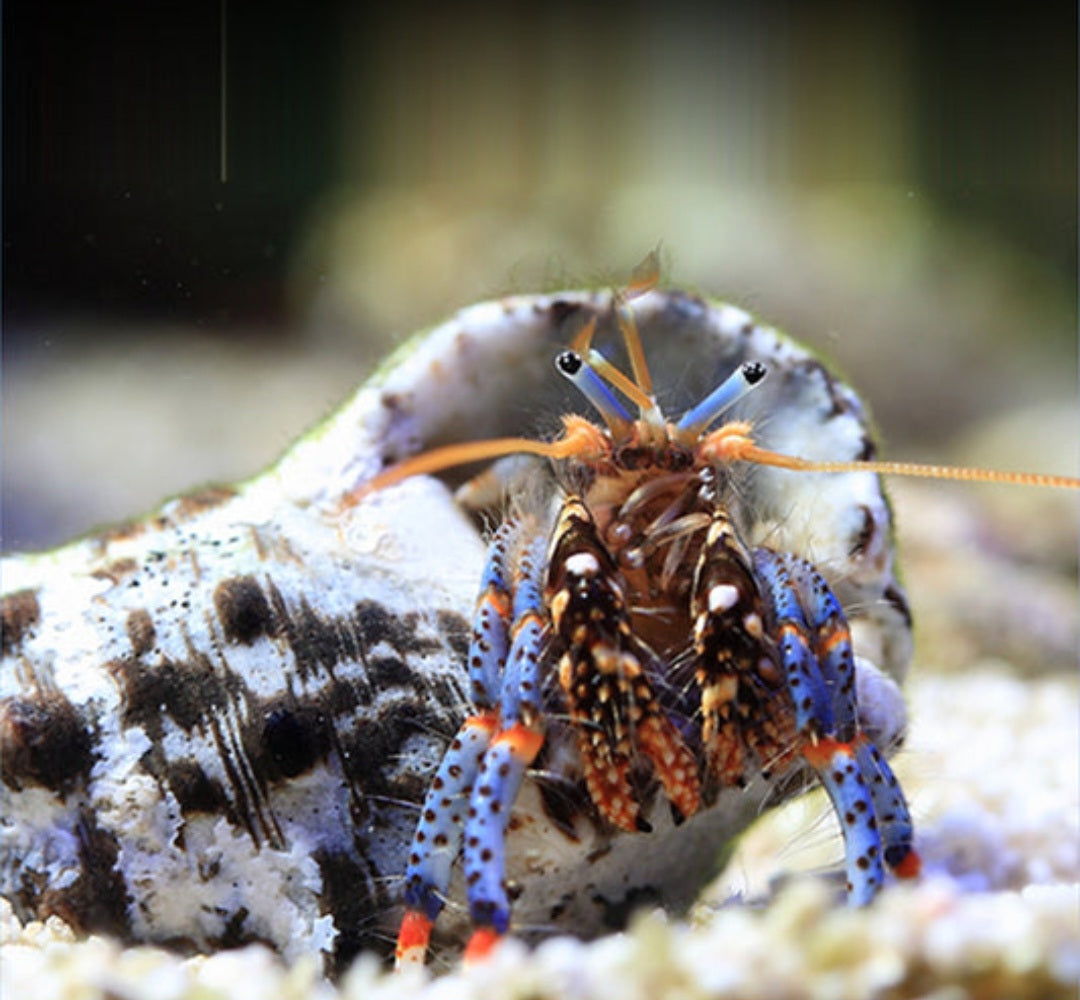 Blue Legged Hermit Crab