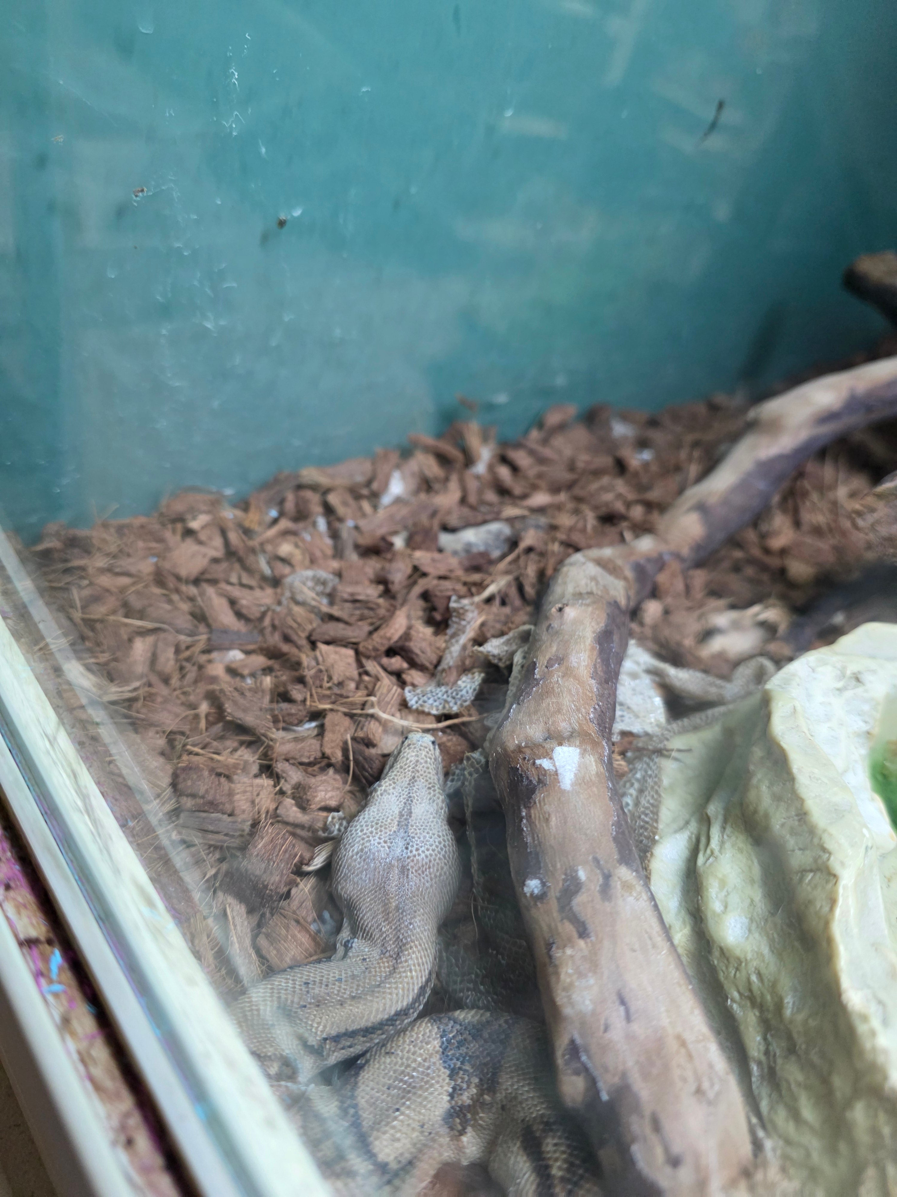 Nicaraguan Boa