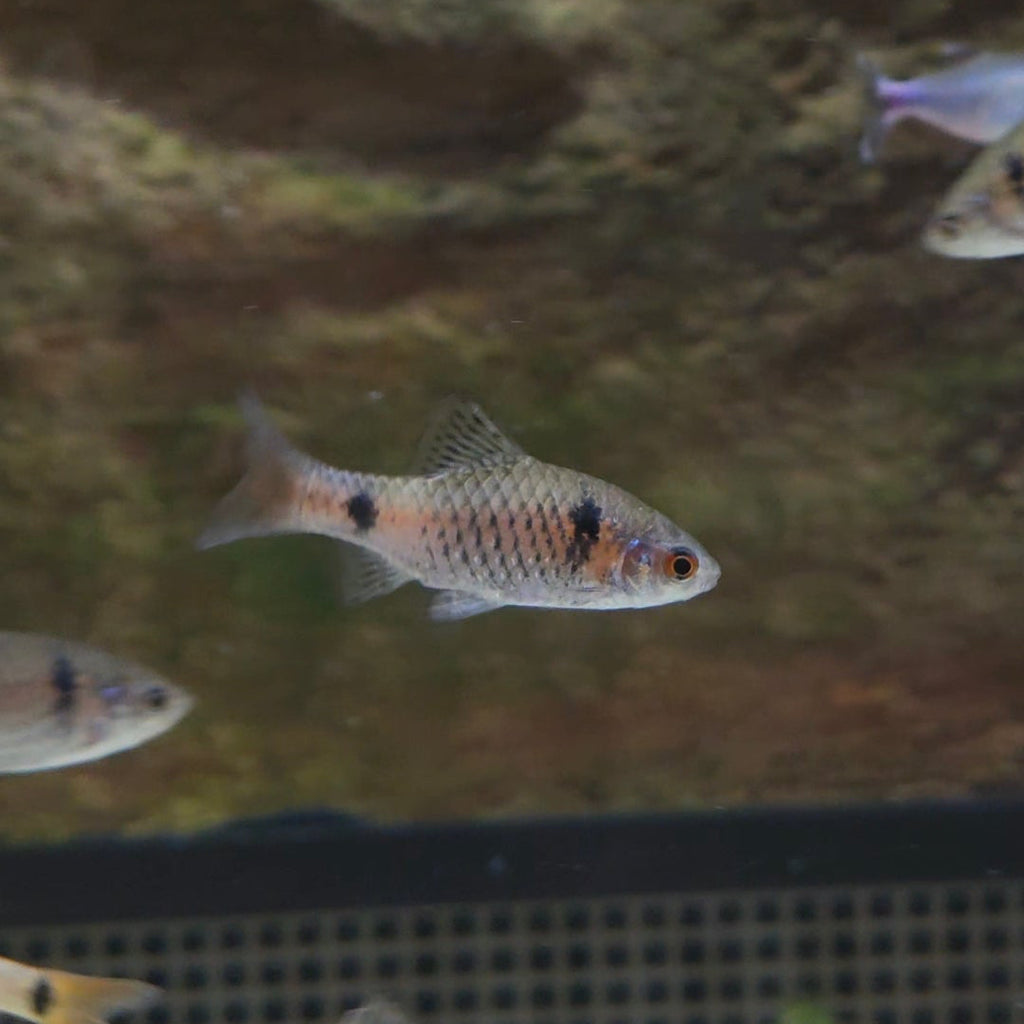Odessa Barb