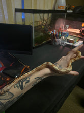 Load image into Gallery viewer, Colombian Labrith Hypo Morph VPI Albino
