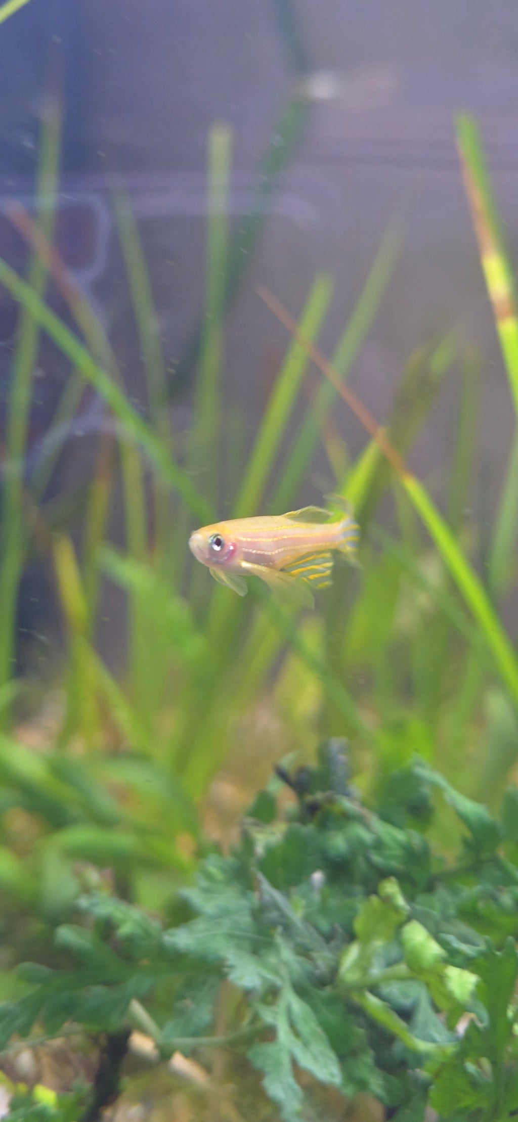 Danio