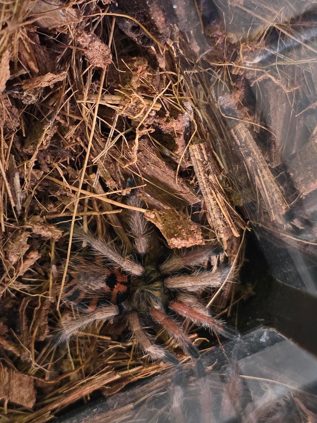 Miss Sunny 'Green Bottle Blue Tarantula'