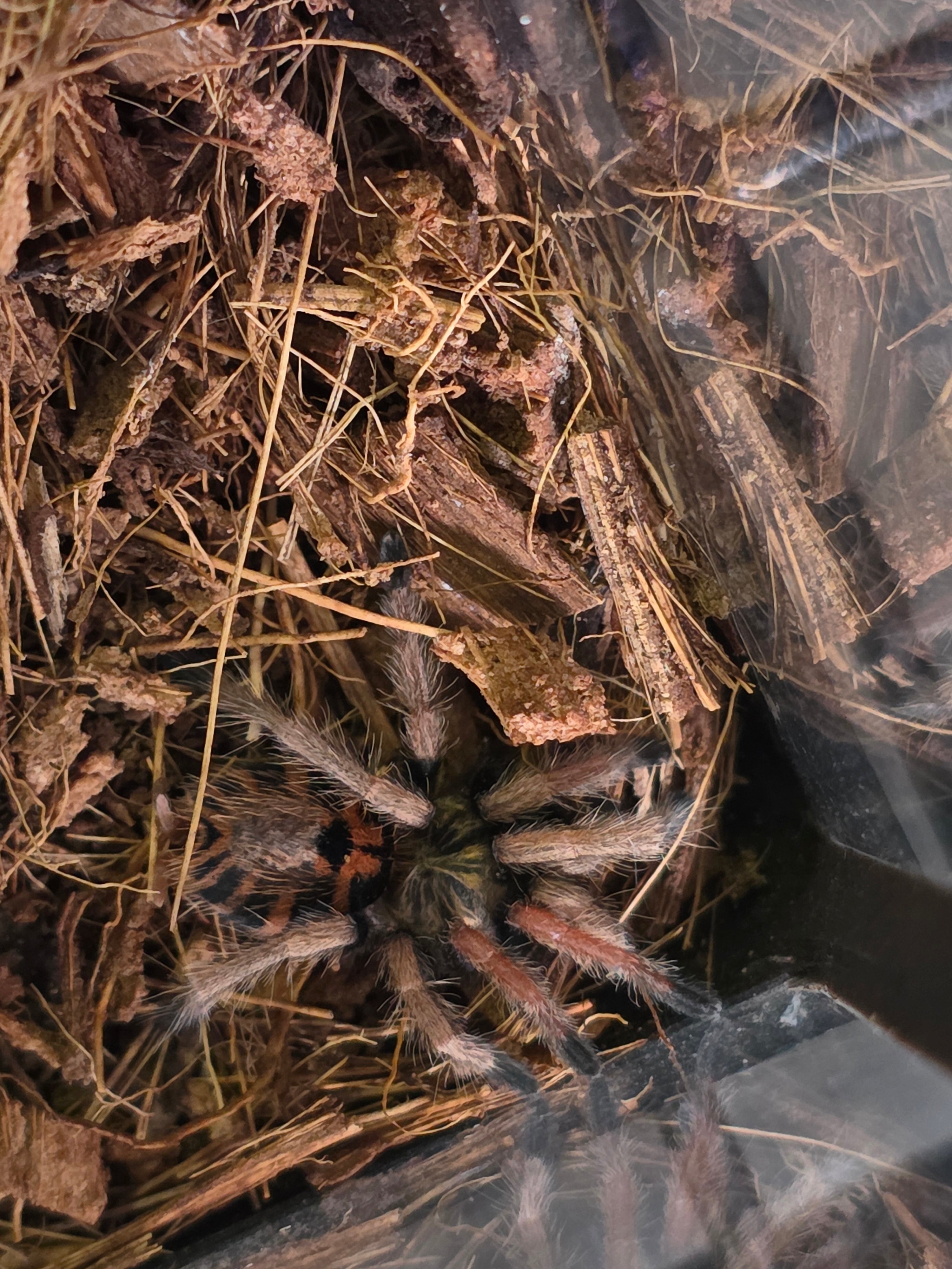 Miss Sunny 'Green Bottle Blue Tarantula'