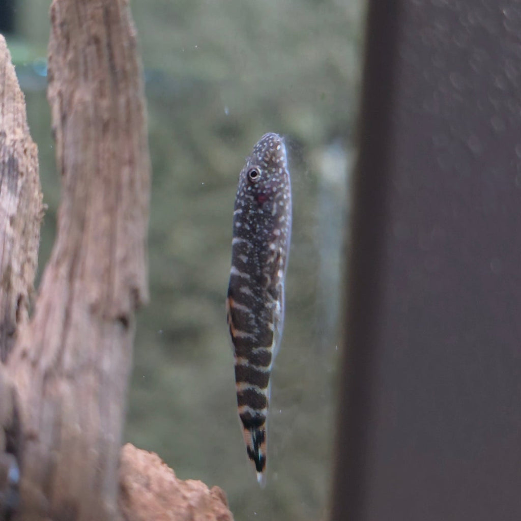 Hillstream Loach