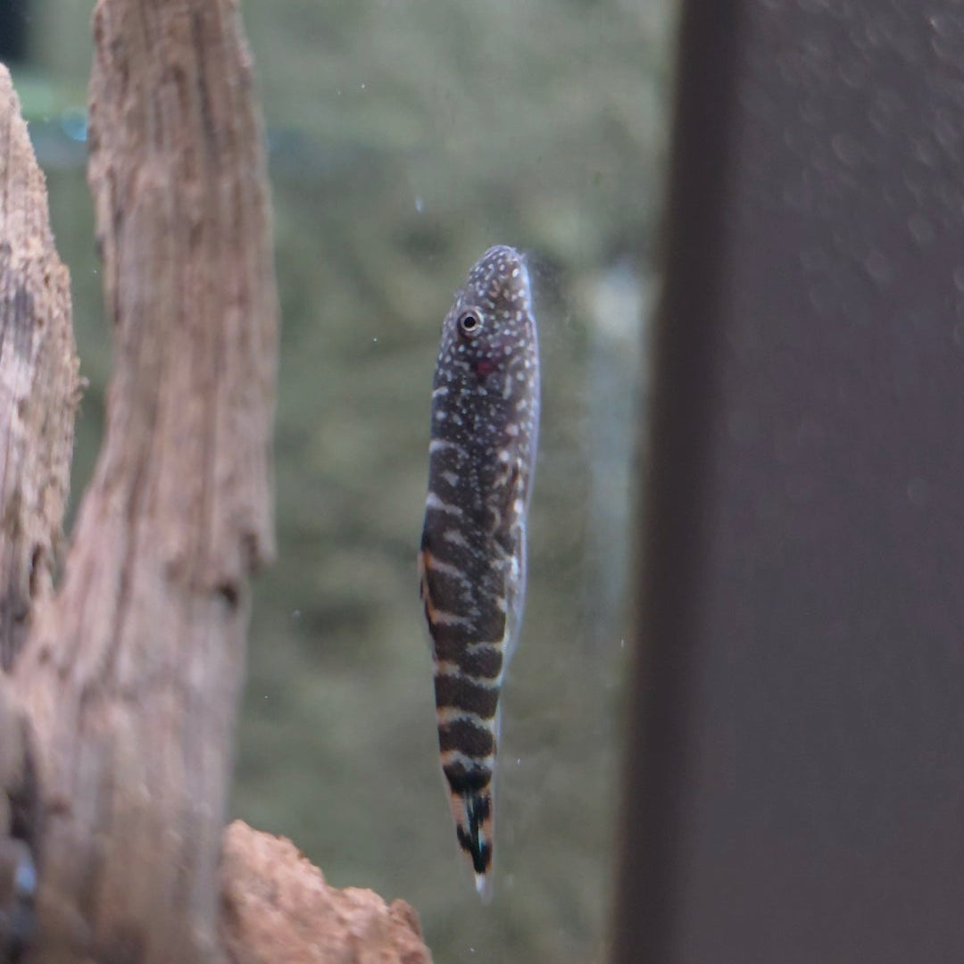 Hillstream Loach