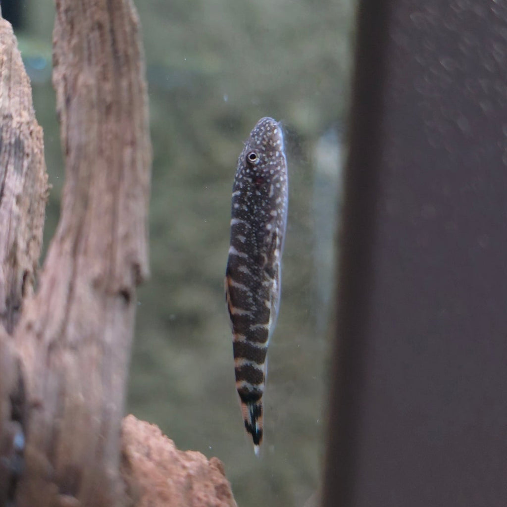 Hillstream Loach