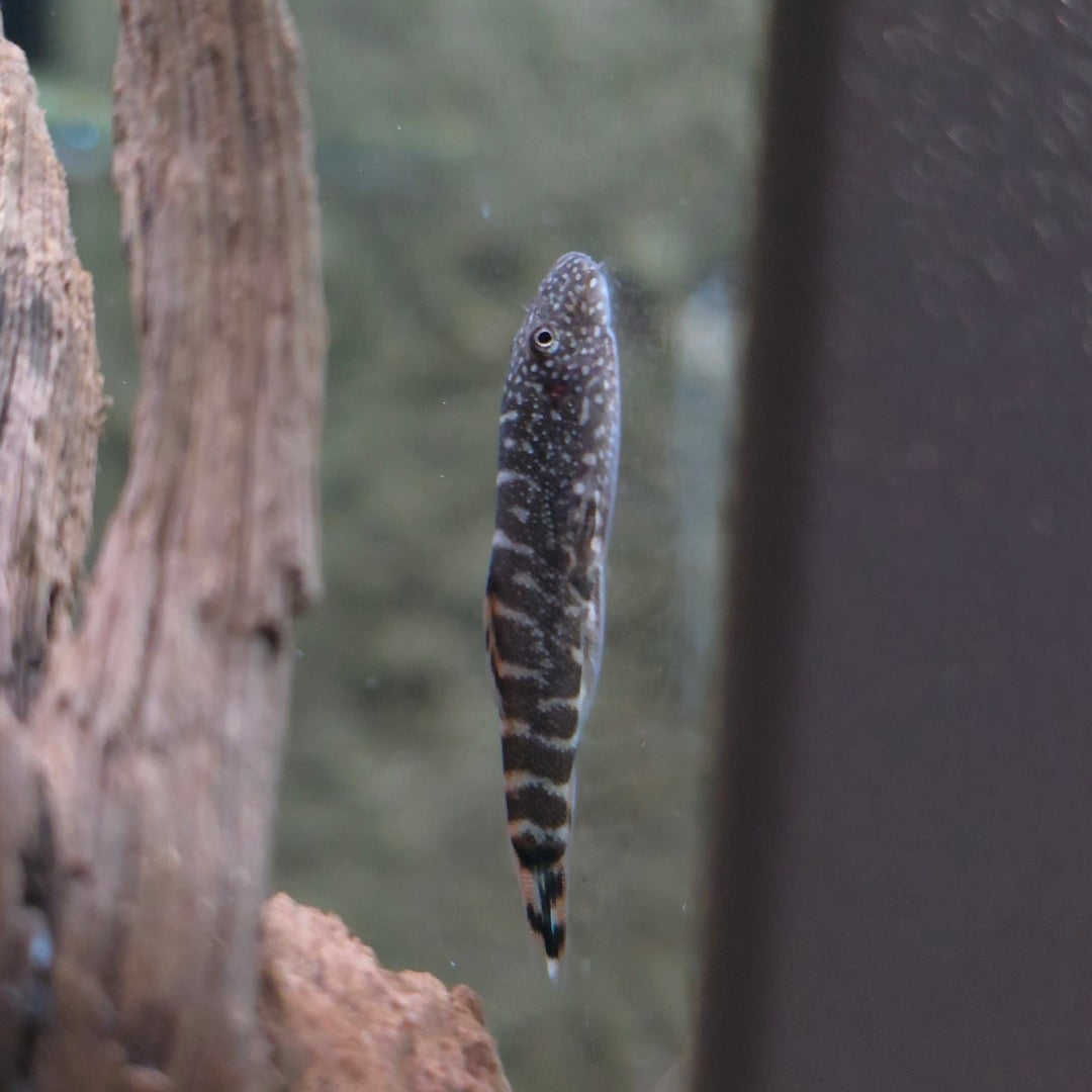 Hillstream Loach