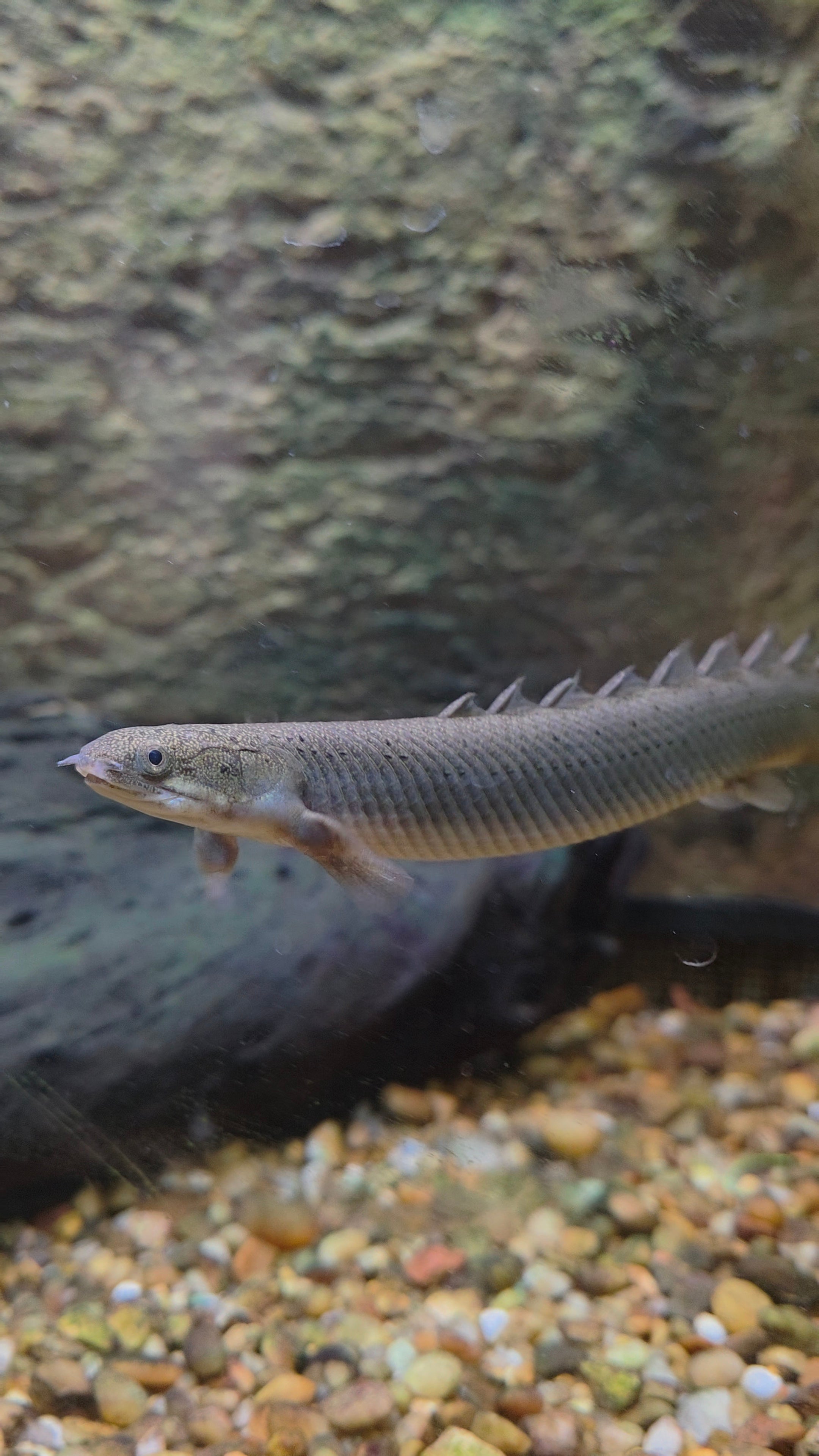 Bichir/Polypterus