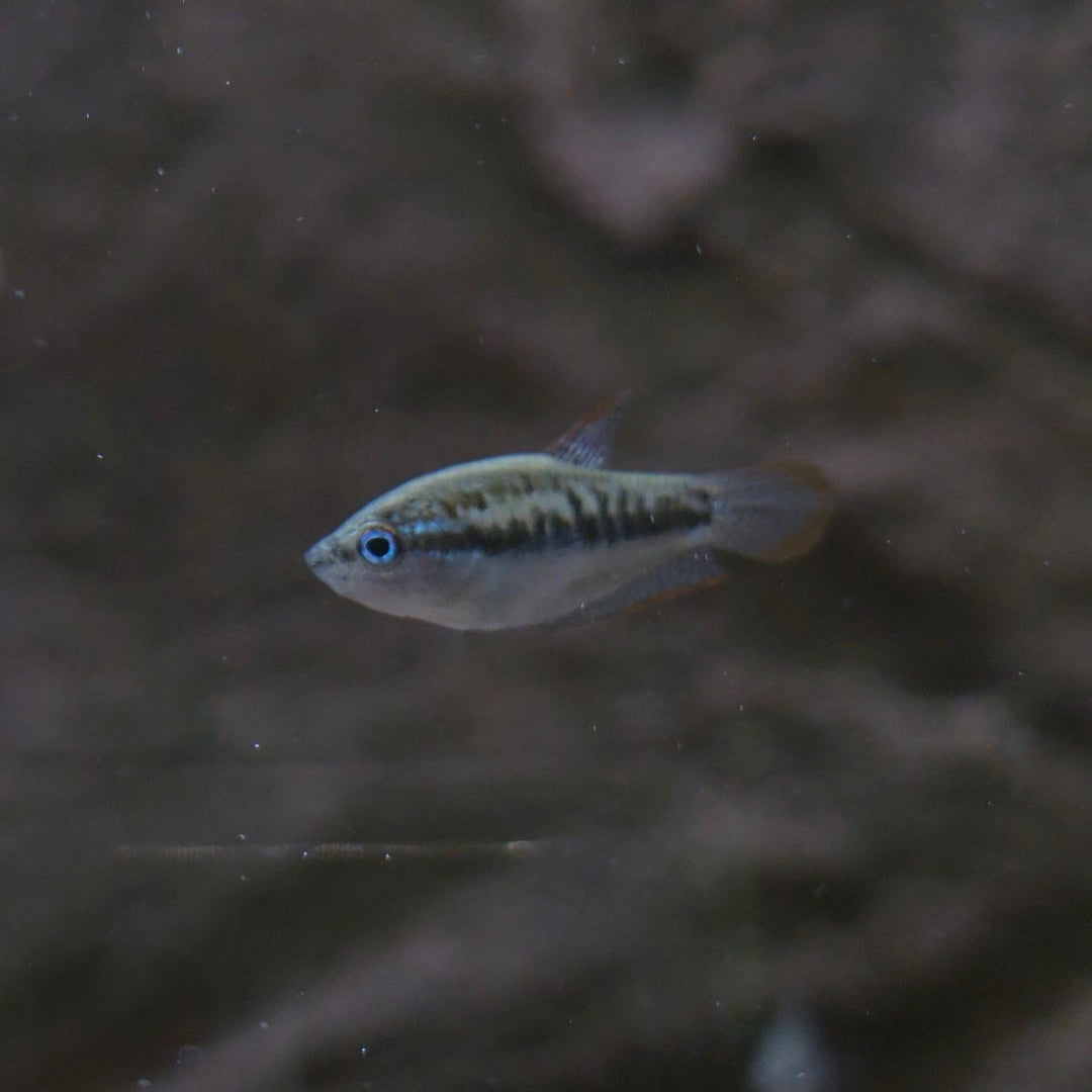 Assorted Pygmy Gourami