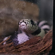 Load image into Gallery viewer, California King Snake- Blizzard

