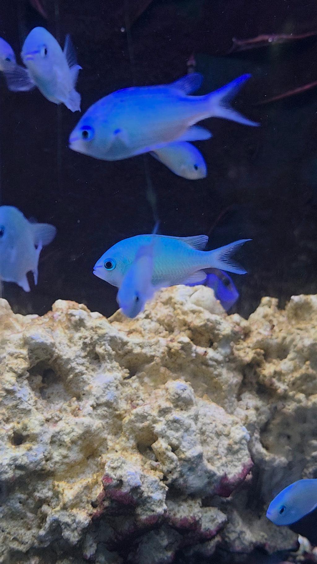 Green Chromis