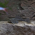 Common Pleco