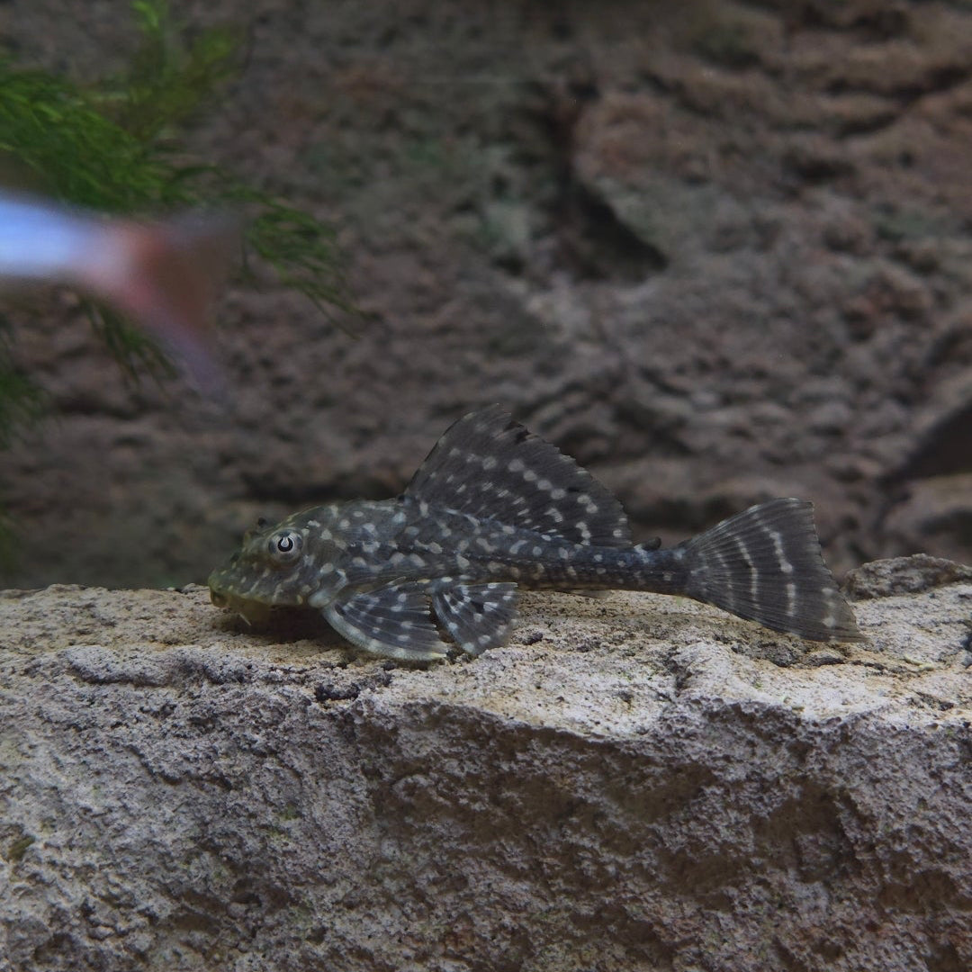 Common Pleco