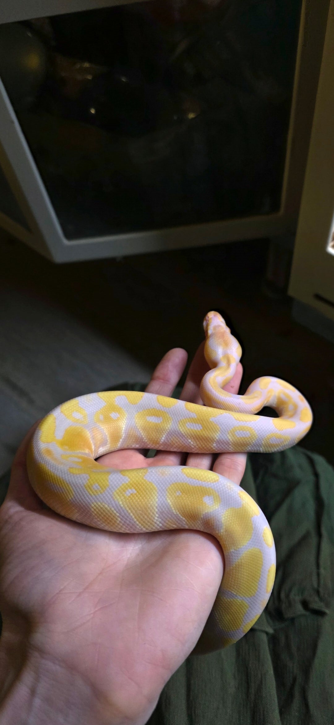 Ball Python Albino
