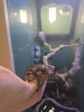 Load image into Gallery viewer, Snoop Frog 'Dumpy Tree Frog'
