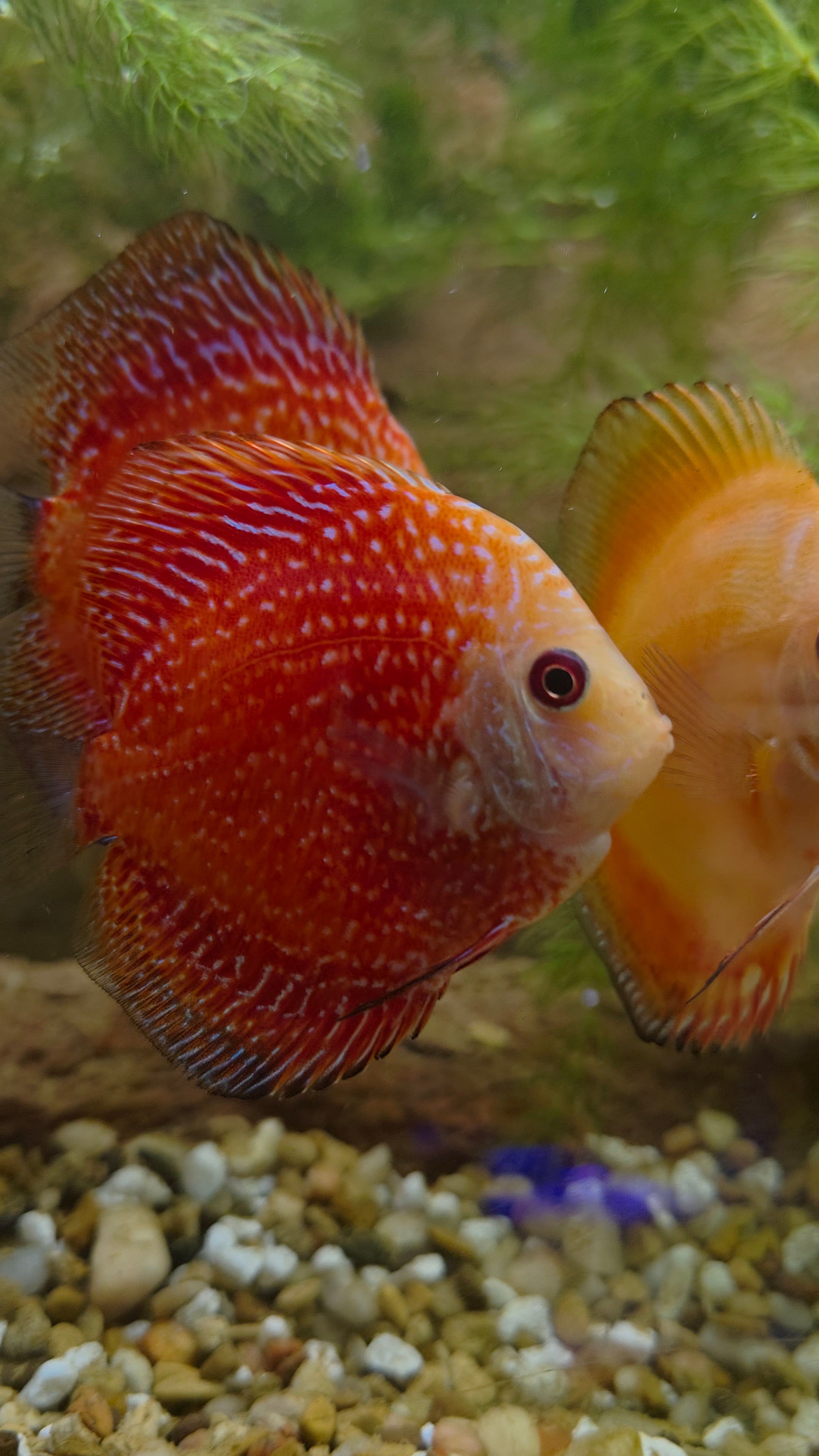 Pigeon Blood Discus