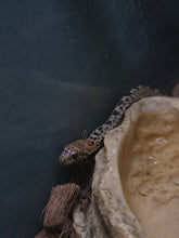 Load image into Gallery viewer, Ed, Edd &amp; Eddy 'Yellow Bullsnakes'
