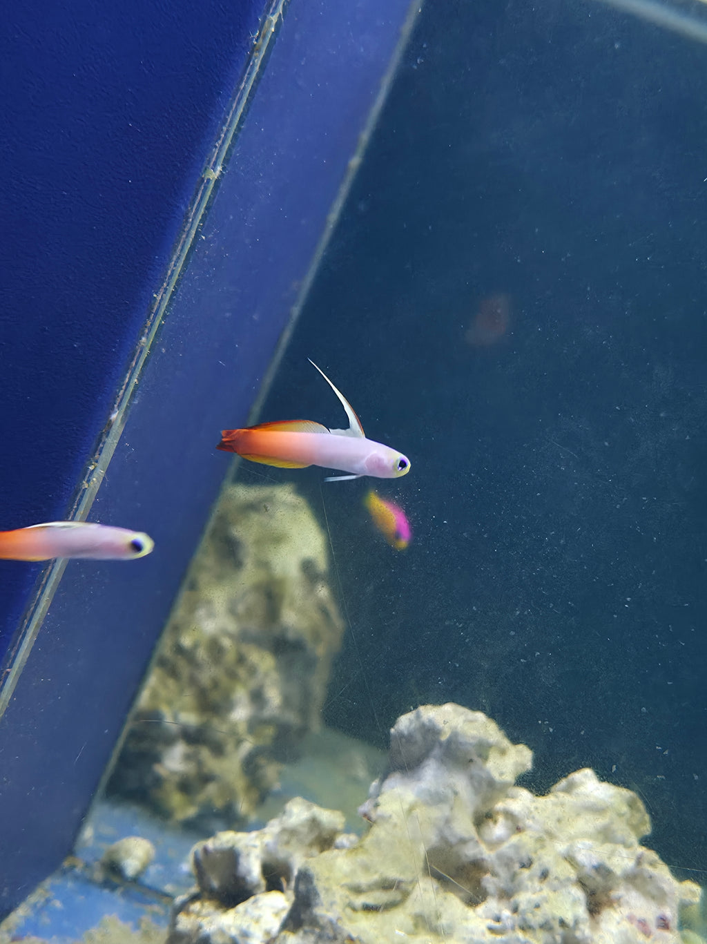 Firefish Goby