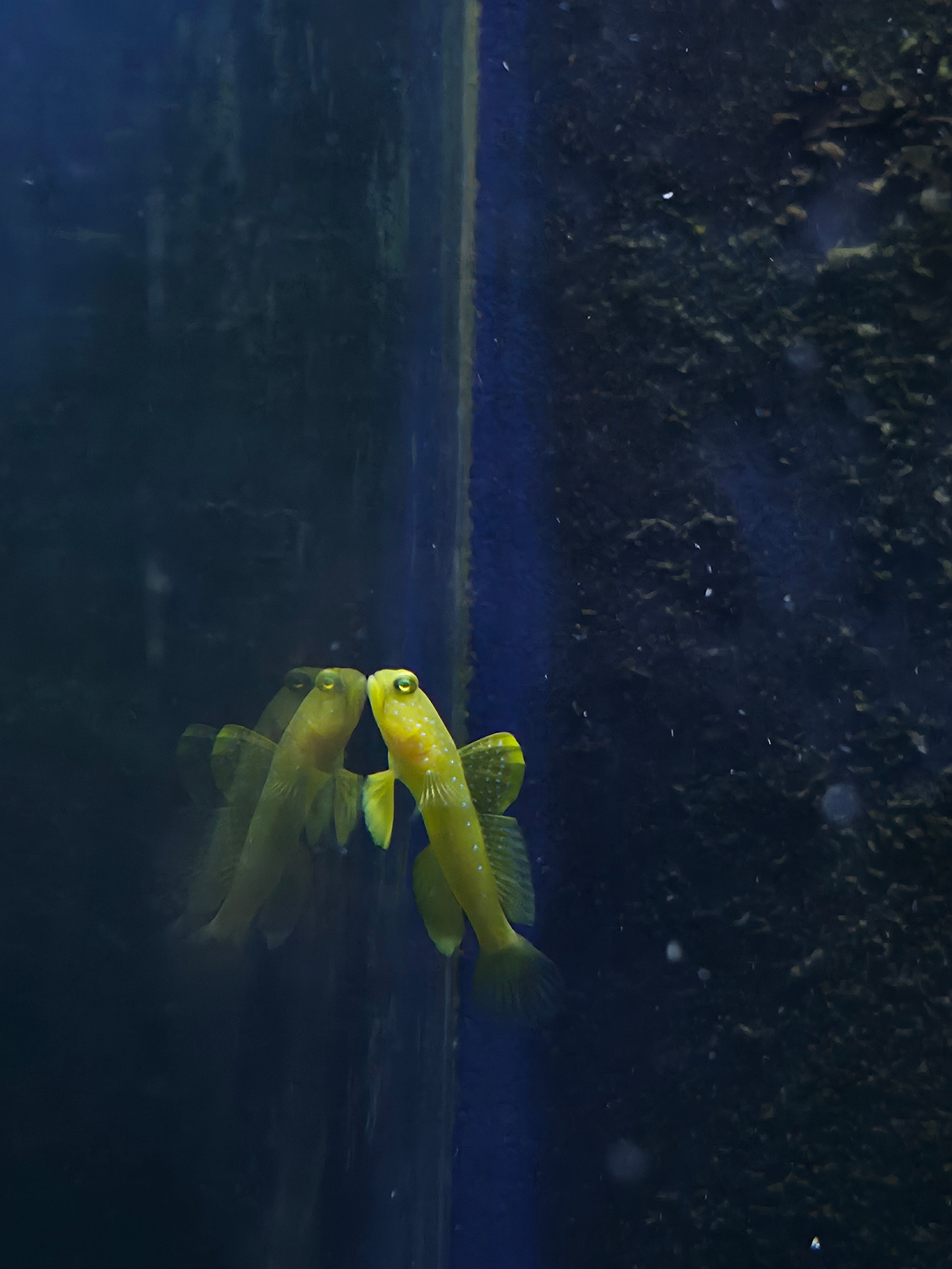 False Yellow Spotted Watchman Goby