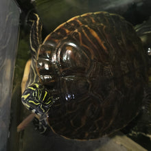 Load image into Gallery viewer, Yellow Bellied Slider
