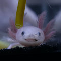 Axolotls