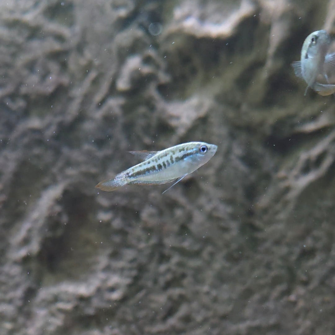 Assorted Pygmy Gourami